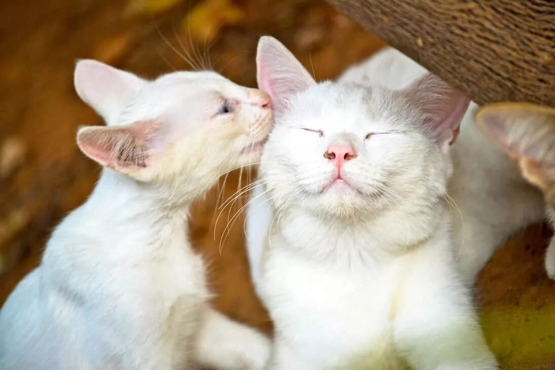 Кот целует. Кошка лижется. Поцелуй котика. Облизывают друг друга. Лизать киску маме видео