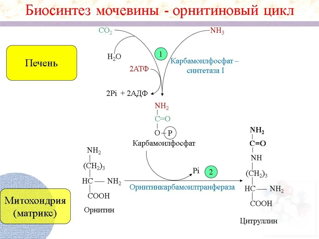 Реакции образования циклов. Биосинтез мочевины орнитиновый цикл. Орнитиновый цикл синтеза мочевины. Схема синтеза мочевины орнитиновый цикл. Синтез аргинина в орнитиновом цикле.
