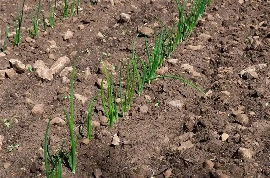 На какую глубину сажать лук головками. Сажаем лук севок.