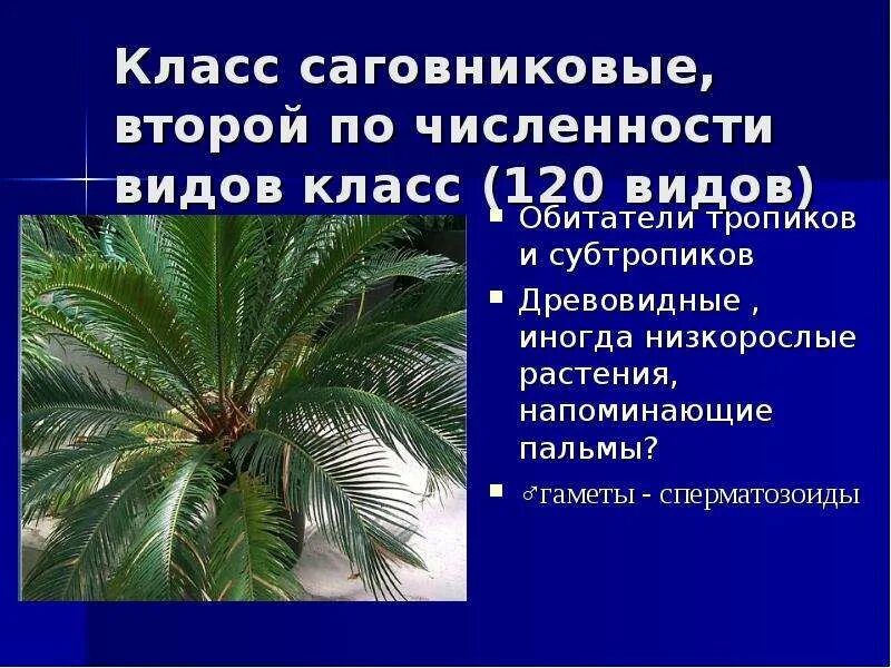 Классификация голосеменных растений. Представители саговниковых голосеменных растений. отдел голосеменные саговниковые. голосеменные классы саговниковые. саговниковые голосеменные строение.