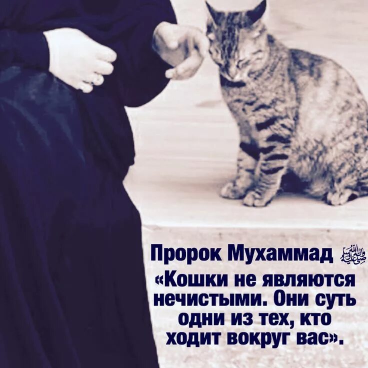 Кошки в Исламе - YouTube