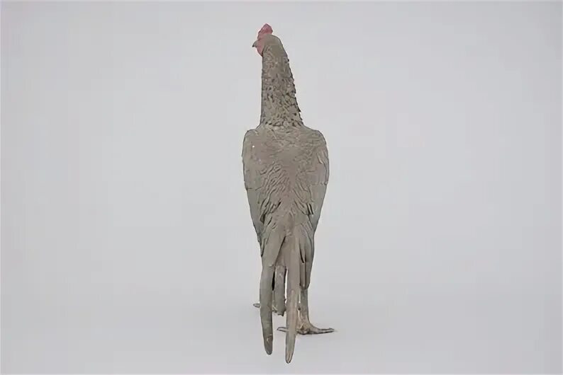 Cock 19