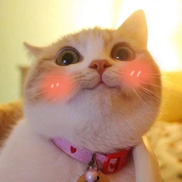 2 котика на море смешные рисованные. Хэппи кэт с ягненком. Hello cat игра. Алло кошка. Хэппи кэт консервы.