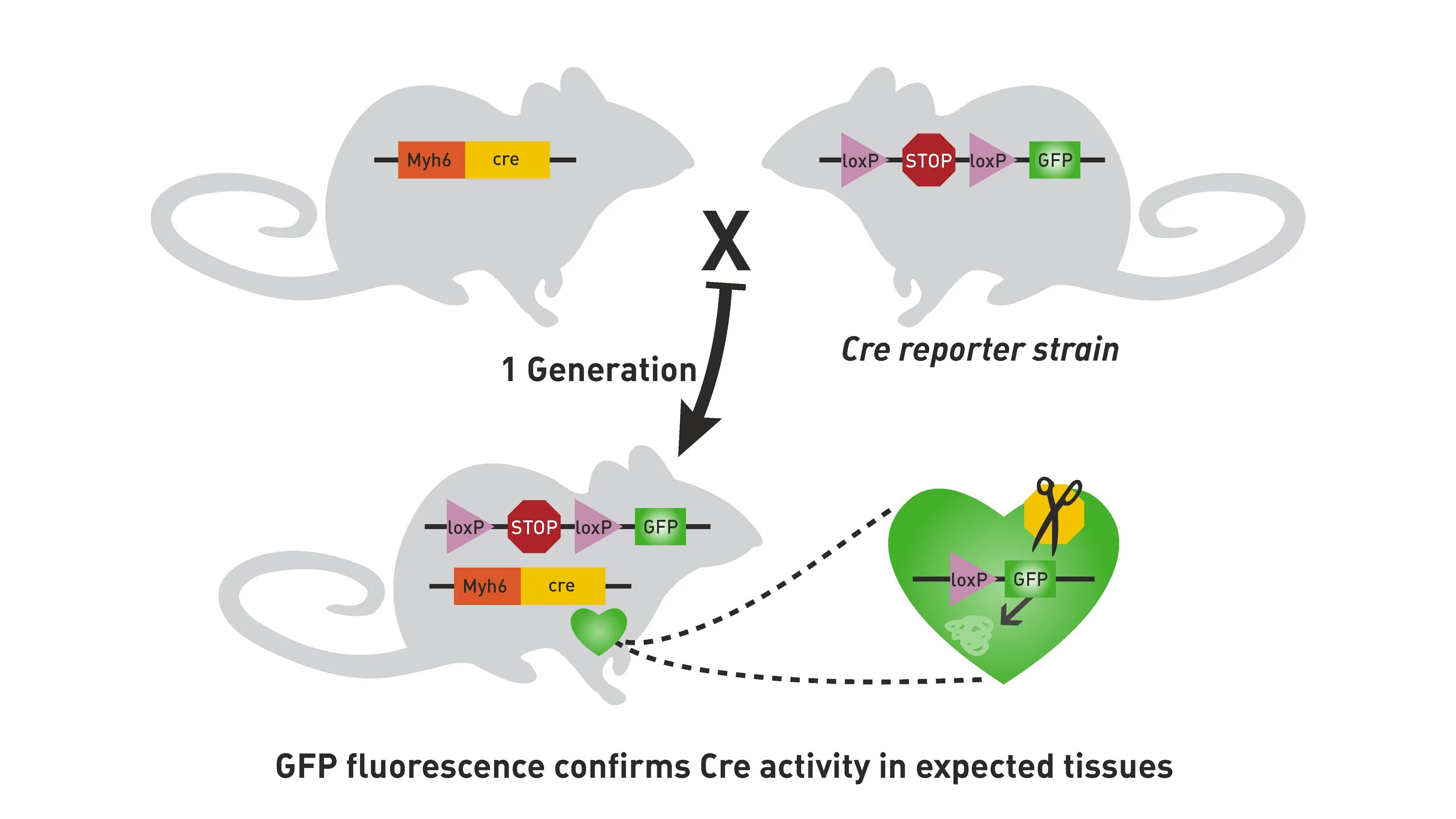 Источник cre https cre ru. Cre LOXP система. Cre Lox рекомбинация. Создание GFP животных. GFP expression in Mouse.