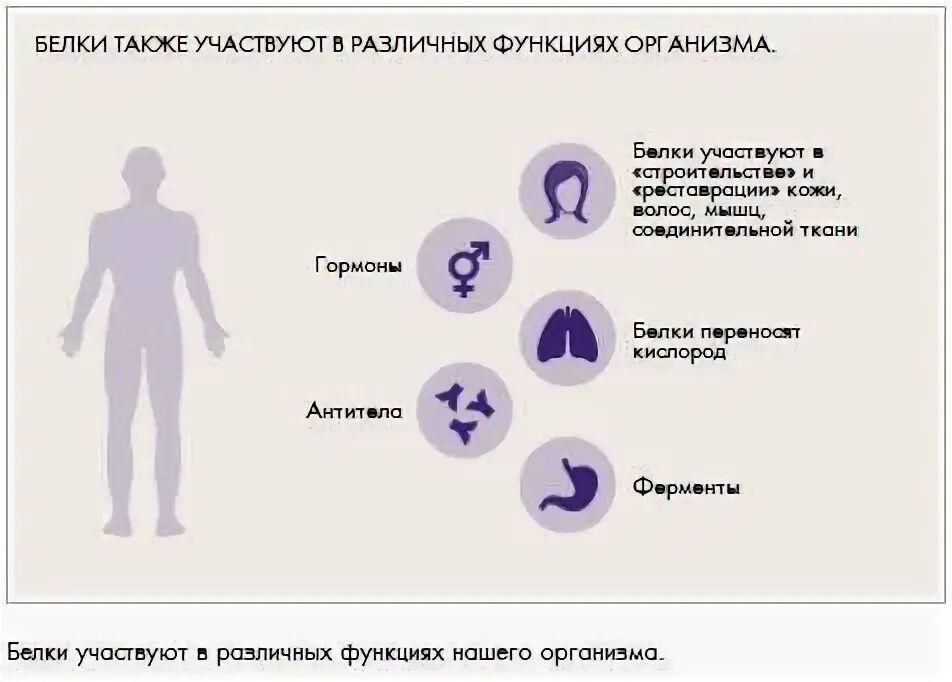 Белки в организме. Белки роль в питании. Польза белков. Почему белок важен для организма. Почему белки важны.