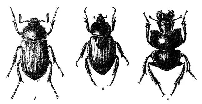 Для жука характерно развитие. Кузькина пластинчатоусый Жук Anisoplia austriaca. Июньский Жук. Отряд жесткокрылые. Пластинчатоусые строение.