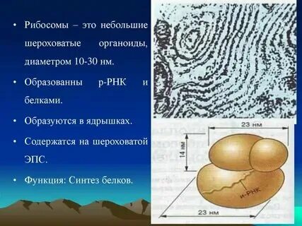 Преобразование белков и синтез лизосом название органеллы