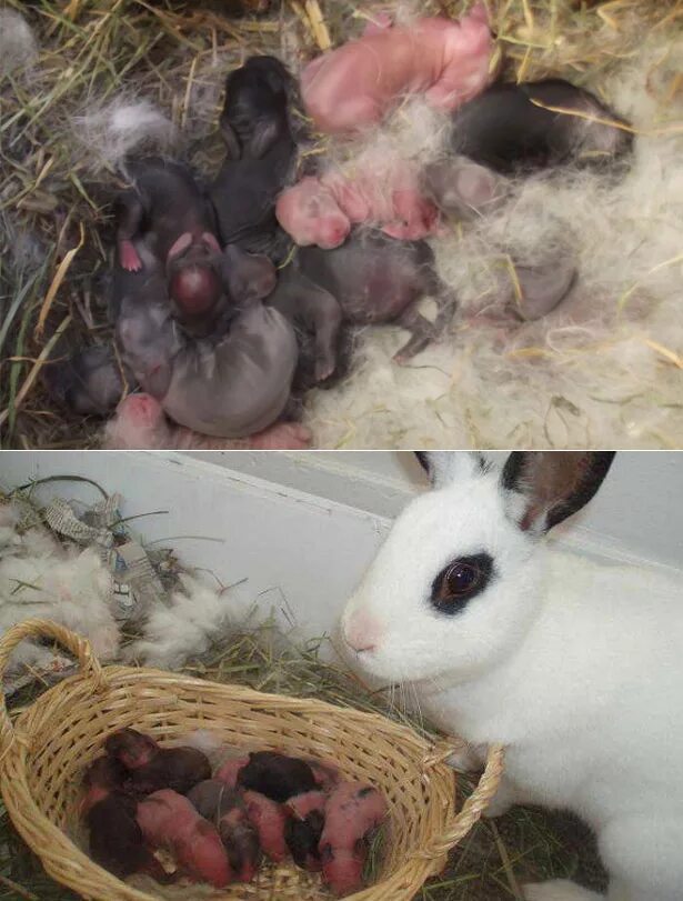 Новорожденные декоративные кролики.