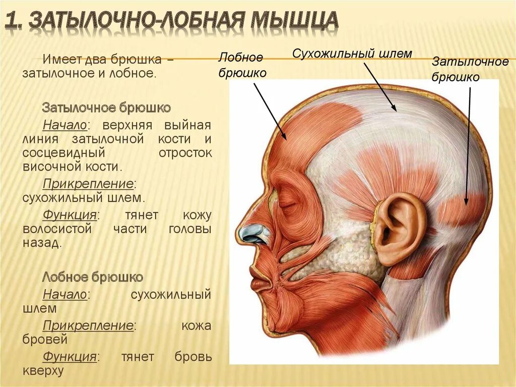 Верхняя часть лба