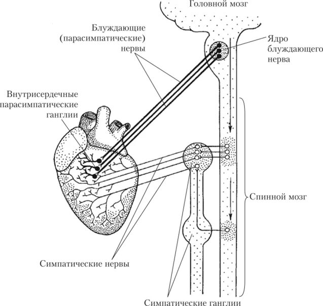 Парасимпатическая иннервация сердца. Схема парасимпатической иннервации сердца. Вегетативная иннервация сердца схема. Иннервация сердца физиология схема. Схема симпатической иннервации сердца физиология.