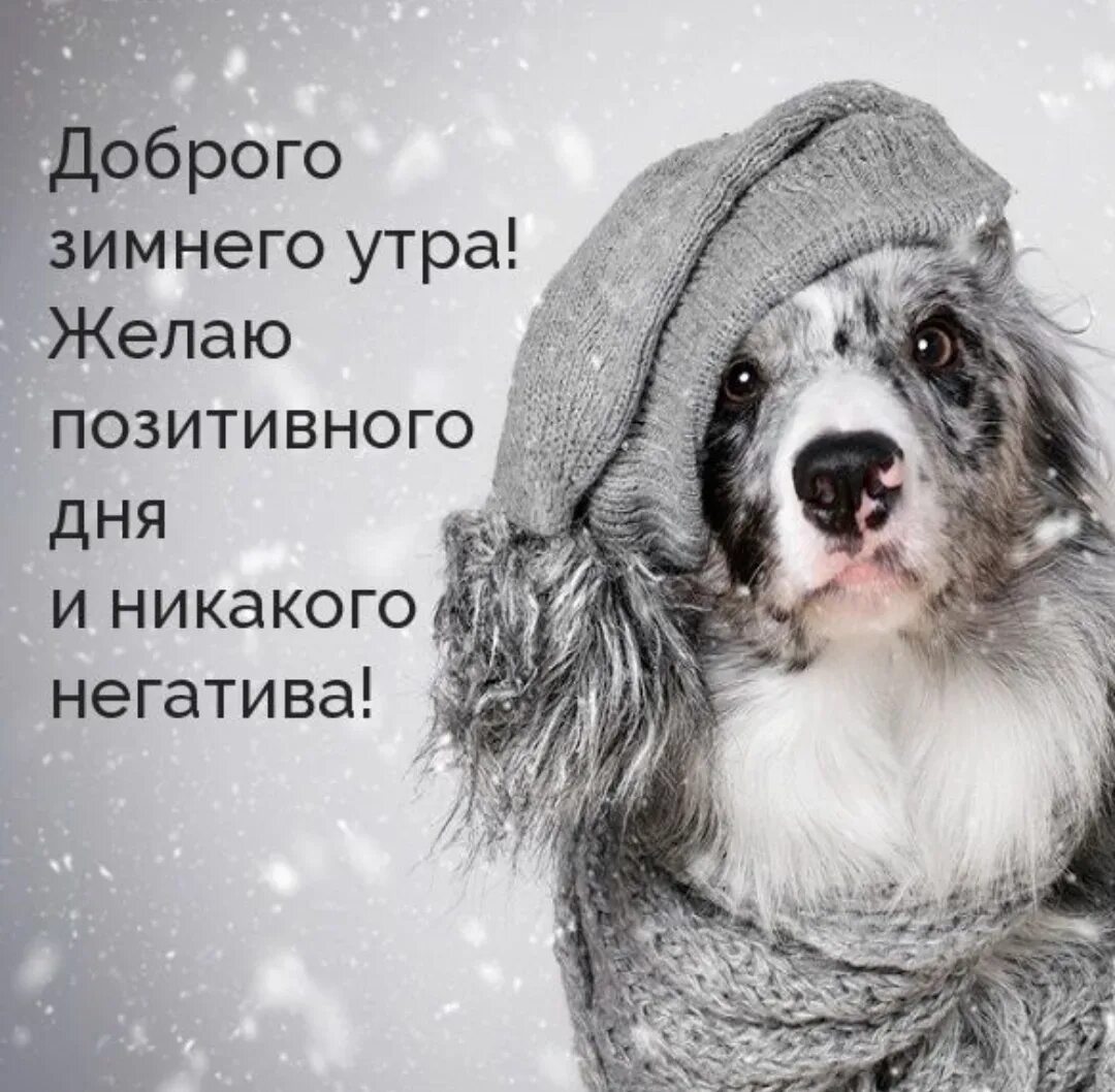 С добрым утром зимние картинки со смыслом. Доброе зимнее утро. с добрым утром зимние позитивные. с добрым морозным утром прикольные. добрым утром открытки с позитивом зимние.