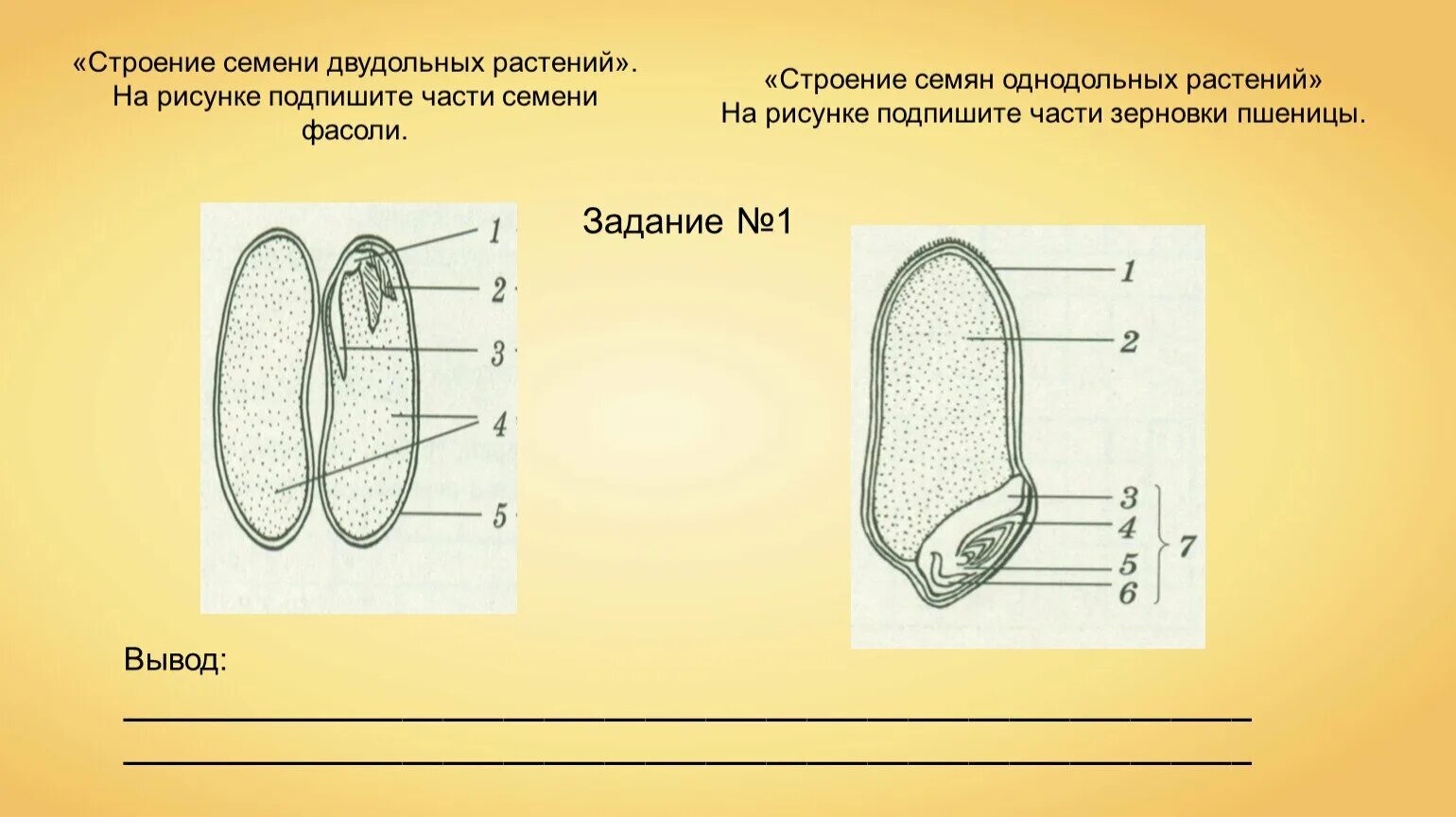 Каким номером на рисунке обозначено однодольное. Внутреннее строение семени однодольного растения. Строение однодольного растения пшеница. Строение семени однодольного растения без подписей. Строение однодольного семени фасоли.