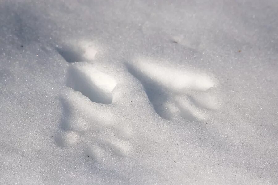 Наст сайт. Наст на снегу. Корка снега. Наст из снега. Наст корка снега.