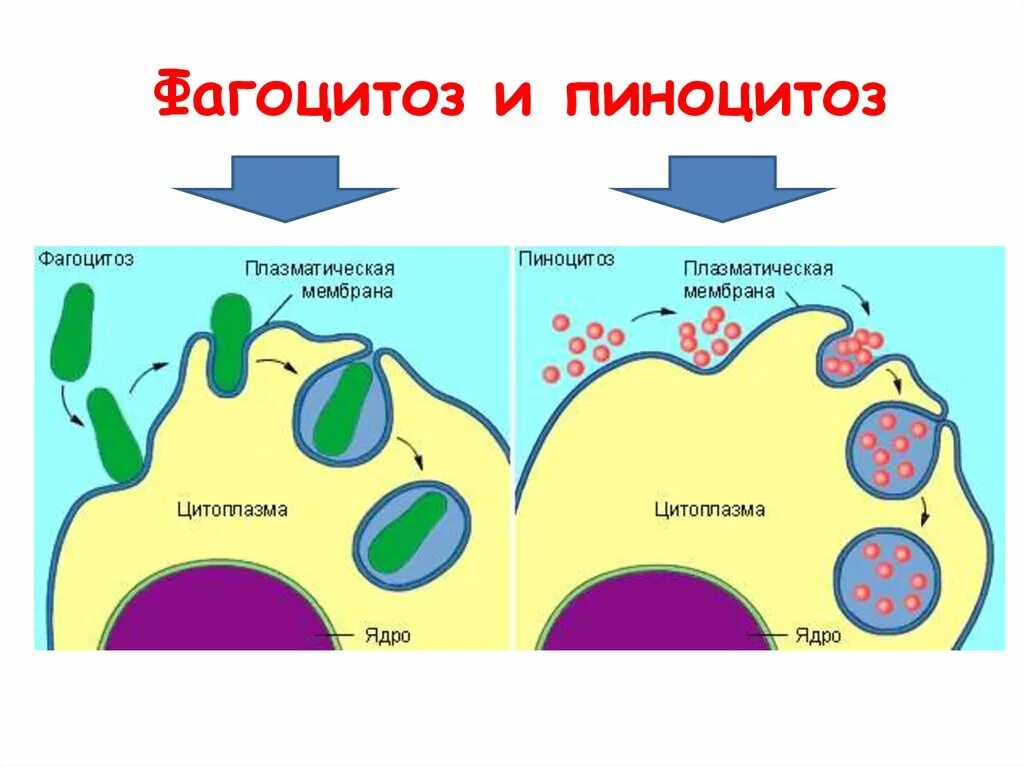 Схема фагоцитоза и пиноцитоза. Пиноцитоз клеточной мембраны. Эндоцитоз и пиноцитоз. Схема фагоцитоза клетки.