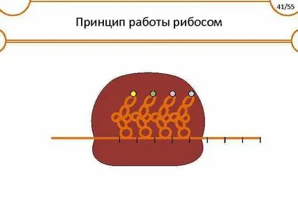 Рибосомы ядра