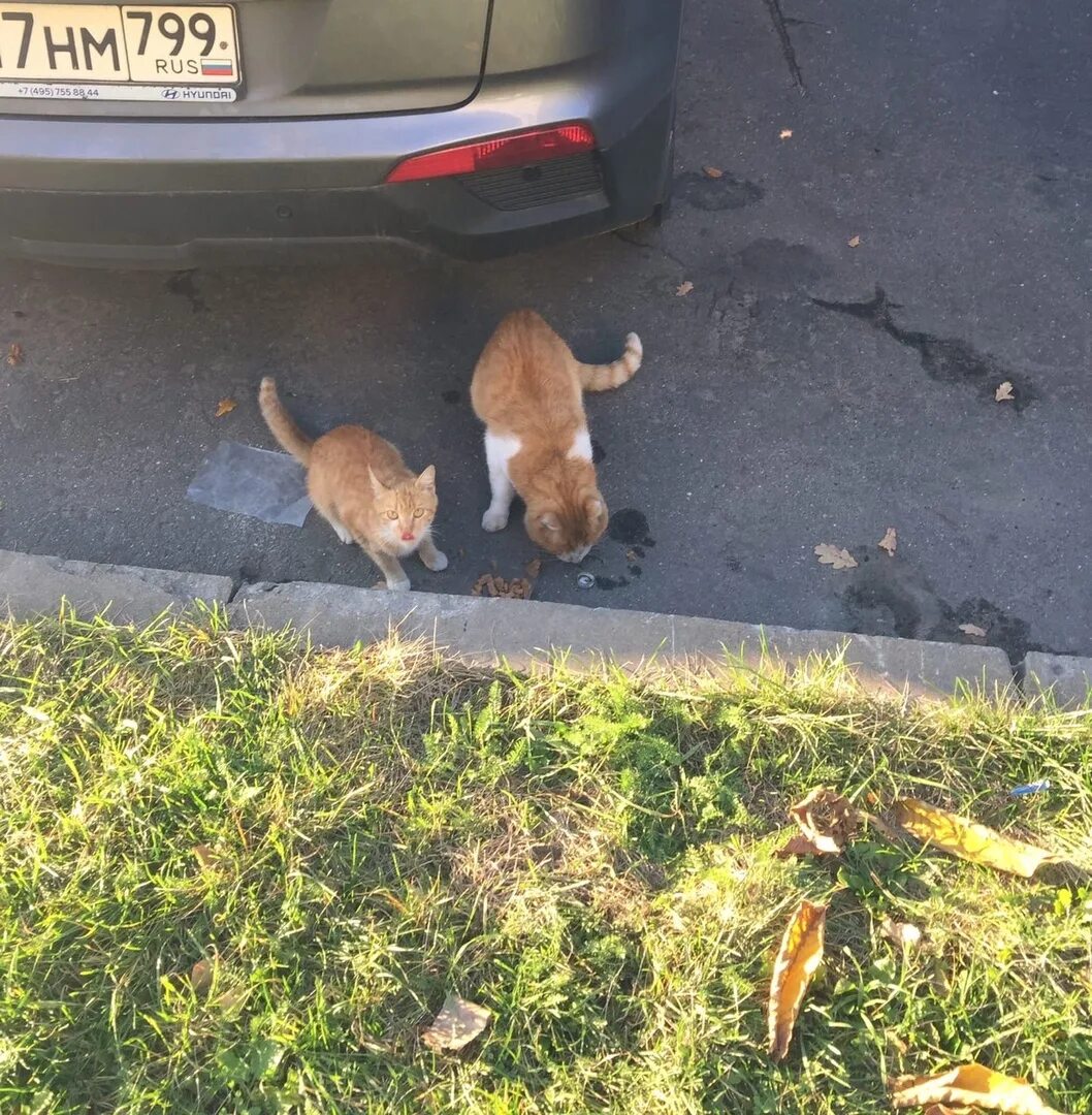 Бездомные котята и собаки. Кот и злая собака в городе. Вас заметили котенок.