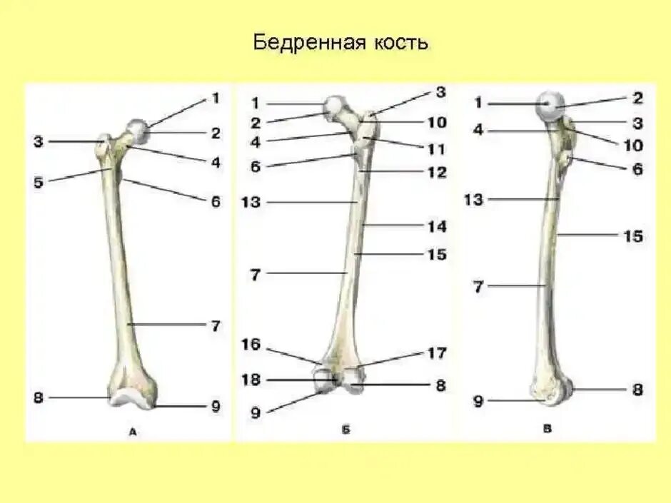 Бедренная кость анатомия человека. Кости нижней конечности бедренная кость. Бедренная кость анатомия человека рисунок. Бедренная кость строение.