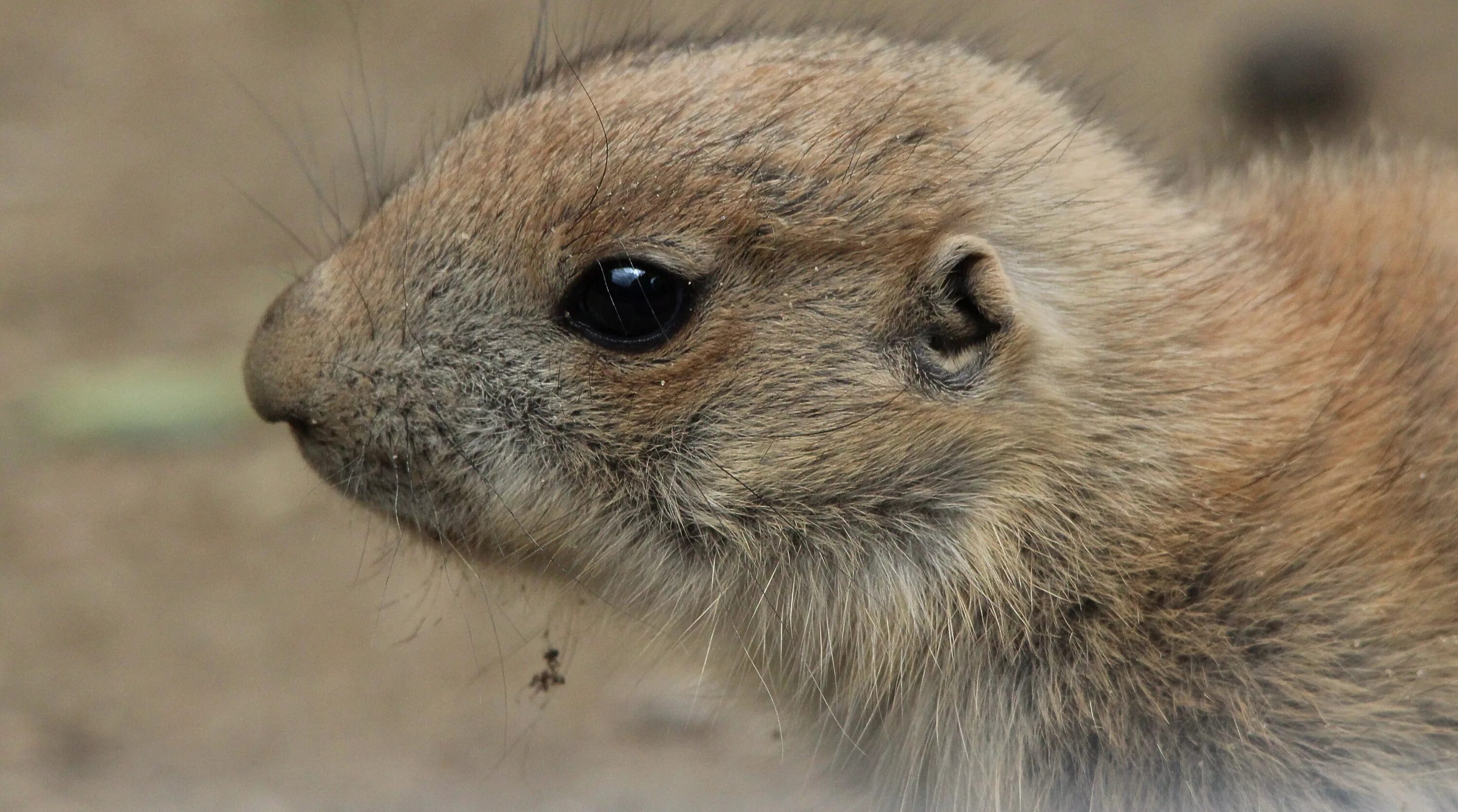 Зверек тема. Зверек тема. Горный кавказский суслик. Rodents eating farmer's plant. Кенгуру квокка.