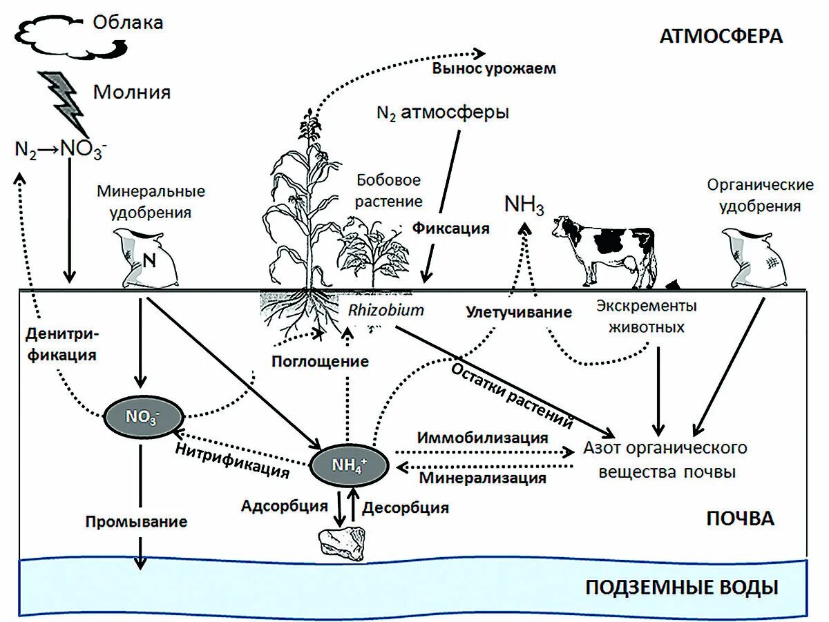 Схема биологического цикла азота. Круговорот азота в природе. Круговорот азота алгоритм. Круговорот веществ азота схема.