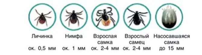 Rare Tick Borne Virus could be Deadly - Is it time to stay out of the woods? Bug