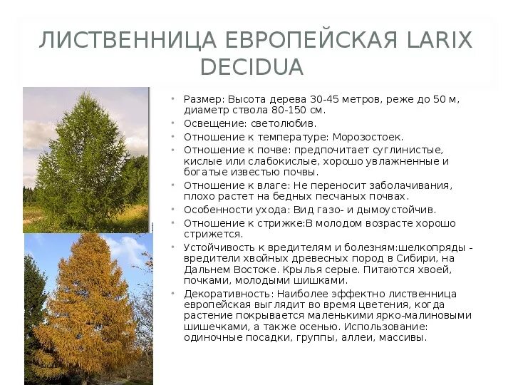 Тайга. (презентация), 4 кл