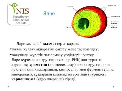 В ядре есть маленькое