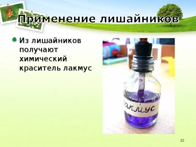 Kno3 лакмус. Лакмус из лишайников. Красители полученные из лишайников. Получение красителей из лишайников. Лакмус краситель.