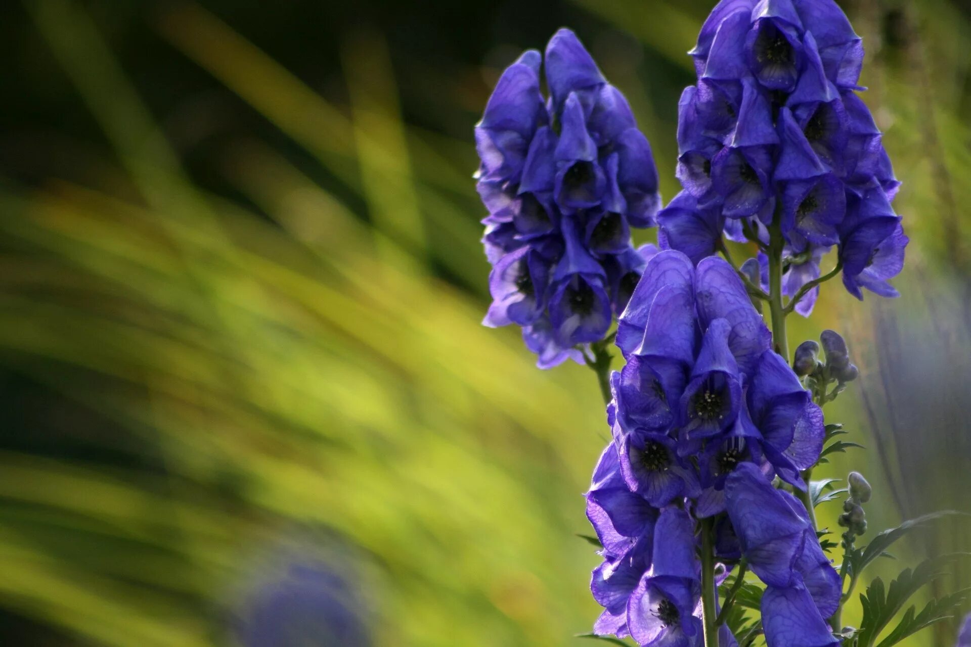 Ядовитый цветок герцогской семьи. Аконит Кармихеля (Aconitum carmichaelii `arendsii`). Аконит ядовитое растение. Волчий Аконит цветок. Цветок Аконит джунгарский.