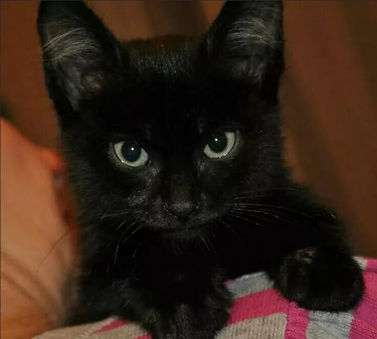 Черный котенок. Чисто черный котенок. Маленький черный котенок. Котята черного цвета. Какие черные котята есть