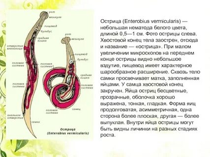 Острица тип