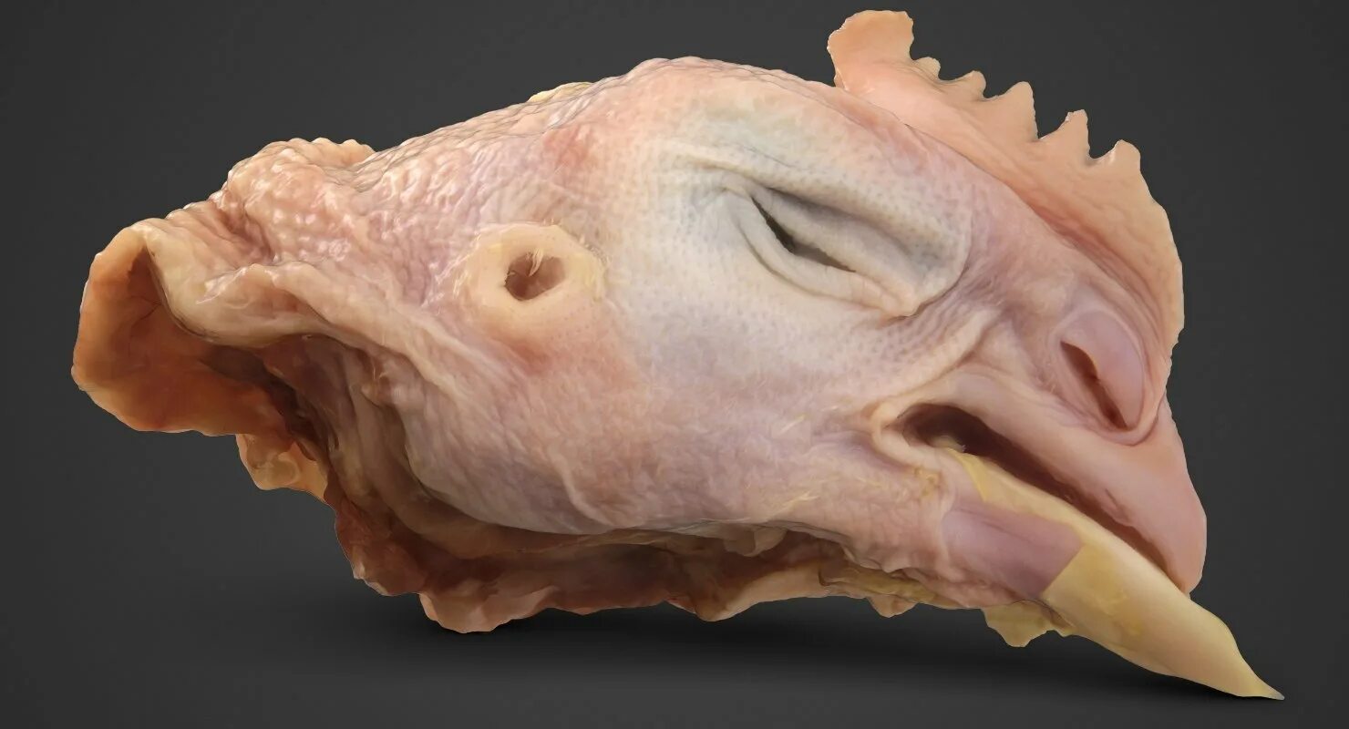У куриц есть мозг. Голова курицы.
