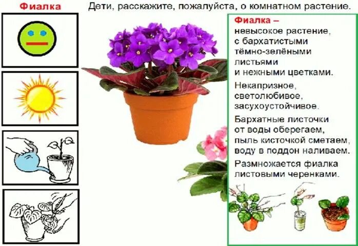 Цветы 2 раза в год. Узамбарская фиалка.