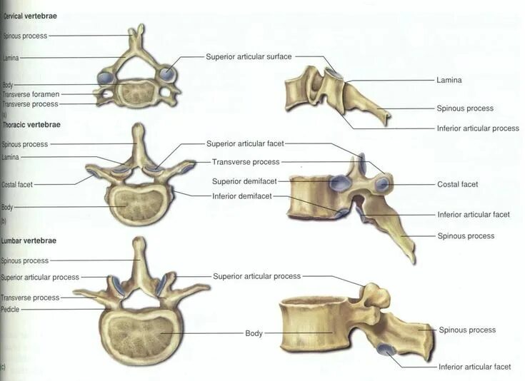 Vertebrae lumbales dog. Vertebrae ударение. Lamina arcus vertebrae. Typical thoracic vertebrae. Lumbar vertebrae.