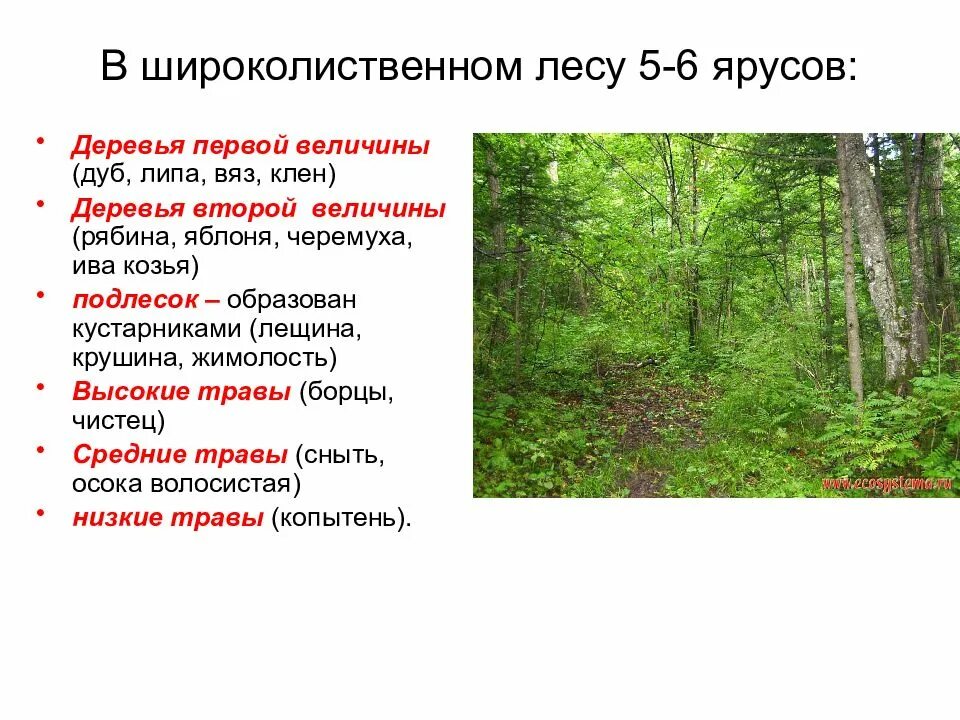 Описание широколиственных лесов по плану. 1 Ярус в широколиственном лесу. Ярусы широколиственных лесов. Ярусность лиственного леса. Деревья зоны широколиственных лесов.