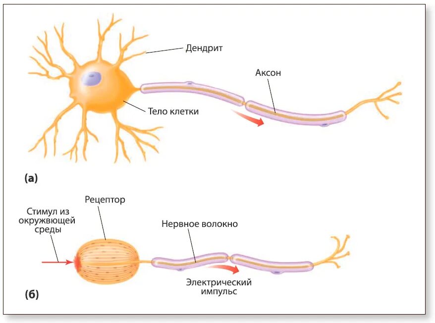 Строение нервной клетки нейрона. Строение клетки нейрона. Строения нейрона дендриты. Нейроны и нервная система человека схема.