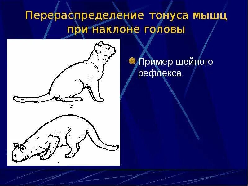 Мышечный тонус спинальных животных. Перераспределение тонуса мышц. перераспределение мышечного тонуса при наклоне головы. тонус мышц рисунок. мышечный тонус спинального животного.