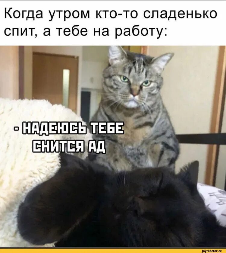 Пойду на работу собираться. Когда утром на работу. мемы анекдоты. смешные истории в картинках с надписями.