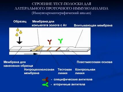 Иммунохроматографического анализа экспресс тест