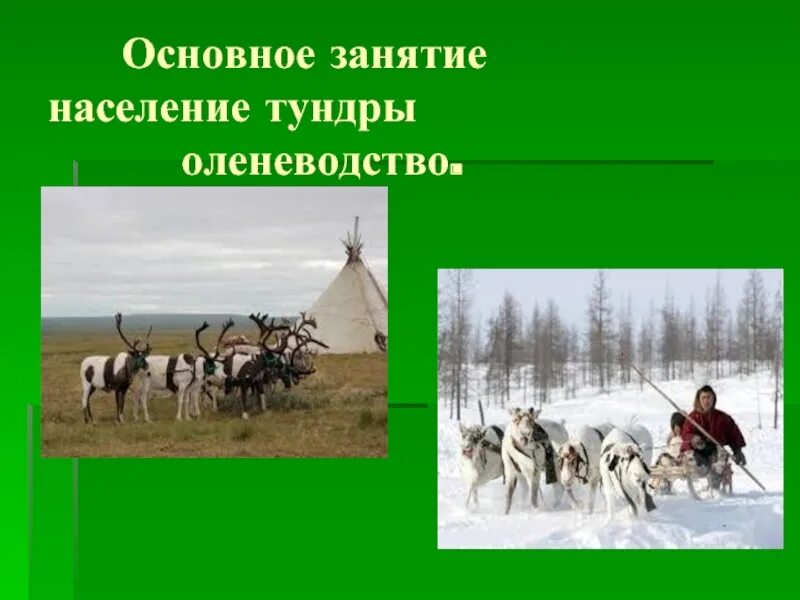 Занятия населения тундры. Жители тундры. Население тундры. Главное занятие коренного населения тундры. Оленеводство сообщение