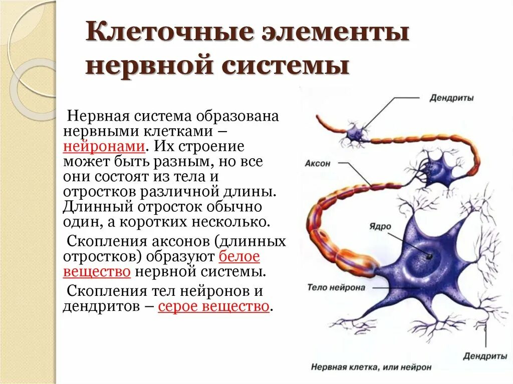 Какие органы образует нервная ткань. Структурно-функциональный элемент нервной системы. Структурные элементы нервной системы. Нейрон основные клеточные элементы нервной системы. Нейрон состоит из тела и отростков.