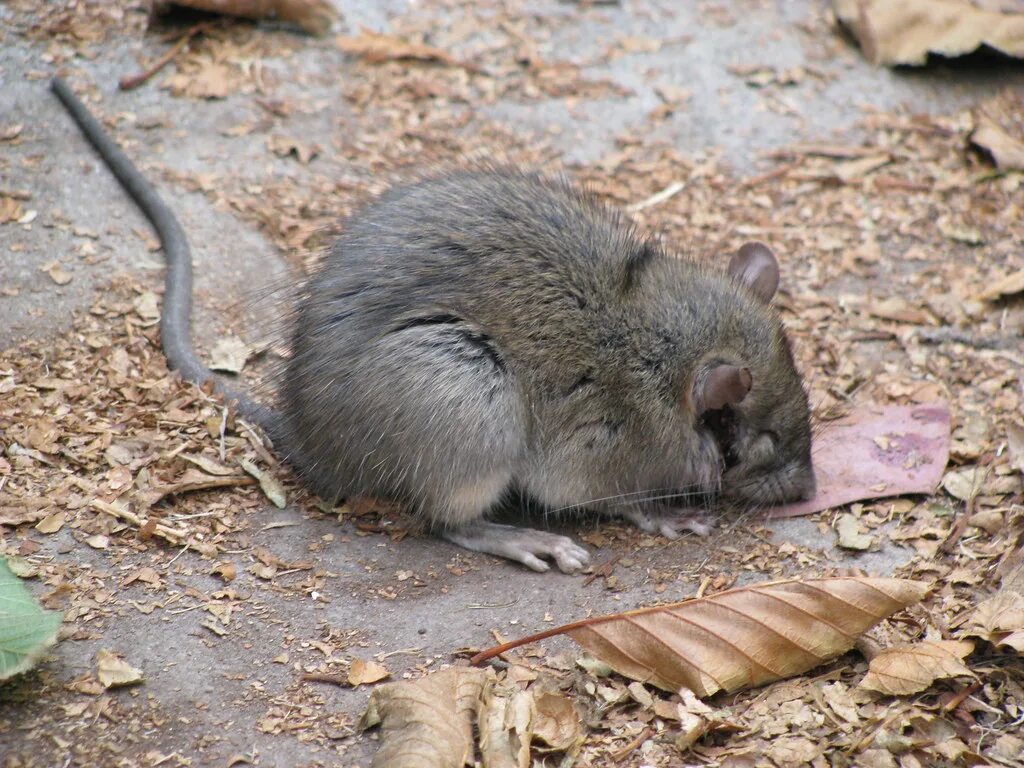 Найти рат. Туркестанская крыса (Rattus pyctoris). Пальмовая крыса. Длинноволосая крыса (Rattus villosissimus).