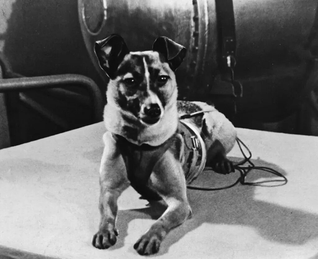 Животные которые летали в космос. Первая собака космонавт лайка. 1957 Лайка в космосе. Собака космонавт лайка 1957 год. Собака лайка в космосе.