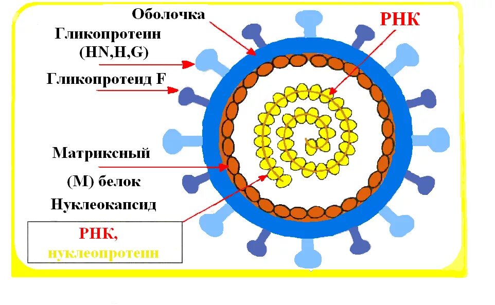 Схема строения вируса кори. Вирус эпидемического паротита строение. Строение вириона кори. Корь строение вируса. Вирус кори сколько