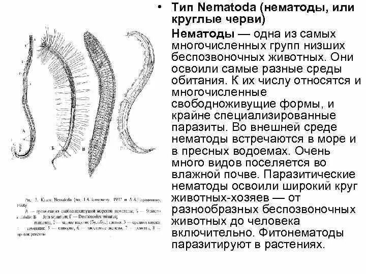 Представители свободноживущих червей. Свободноживущие нематоды черви. Круглые черви свободноживущие и паразиты. Строение свободноживущей нематоды. Среда обитания нематод.