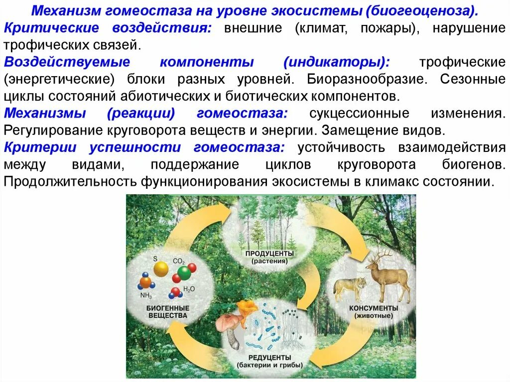 Экосистемная организация природы компоненты экосистем 9 класс. Экосистемный уровень жизни. Экосистемные уровни. Уровни экосистемы. Экосистемный уровень организации.