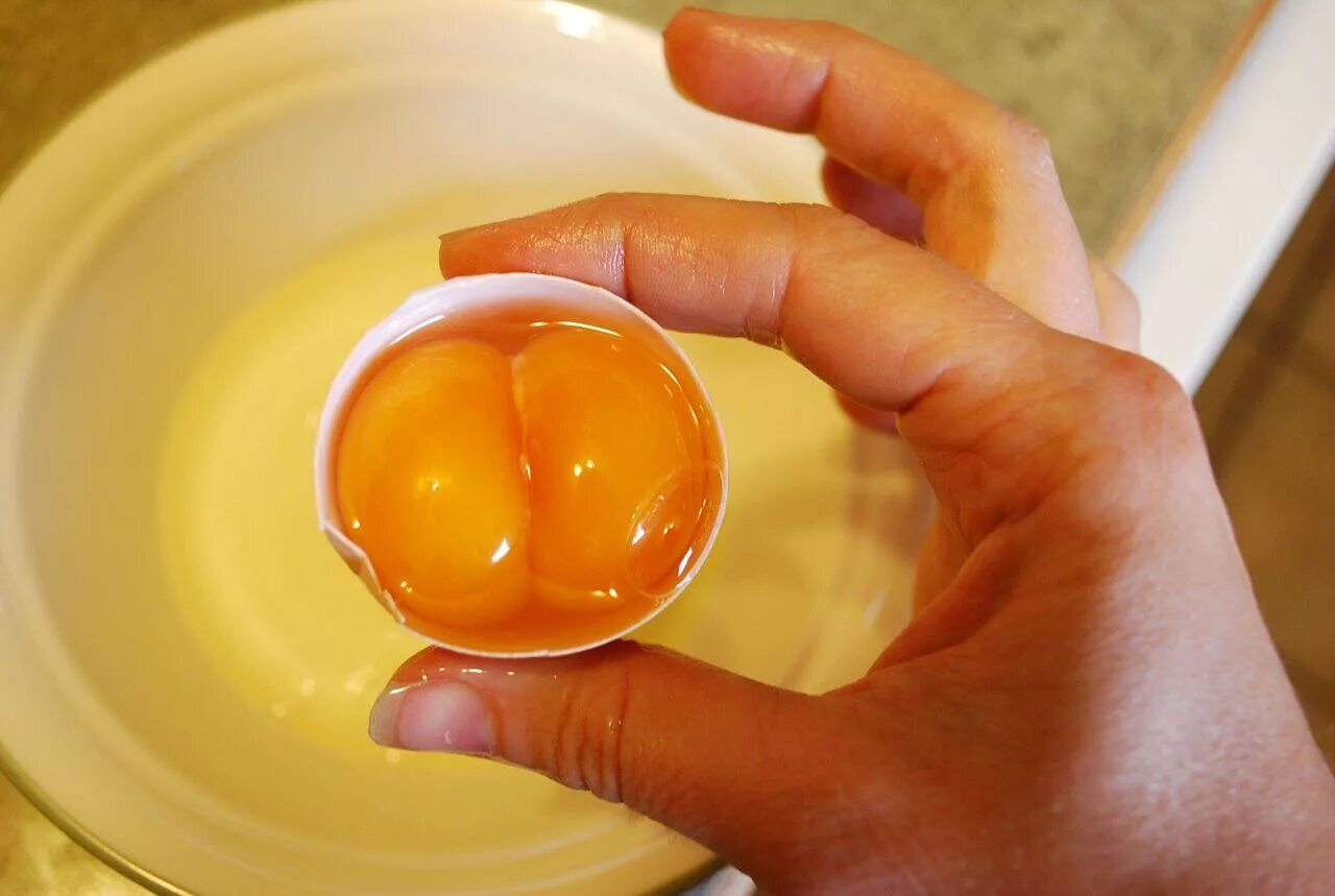 Сырое яйцо. Яичный желток. Куриный желток. Яйцо с 2 желтками.