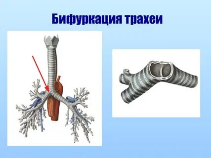 Что такое трахея