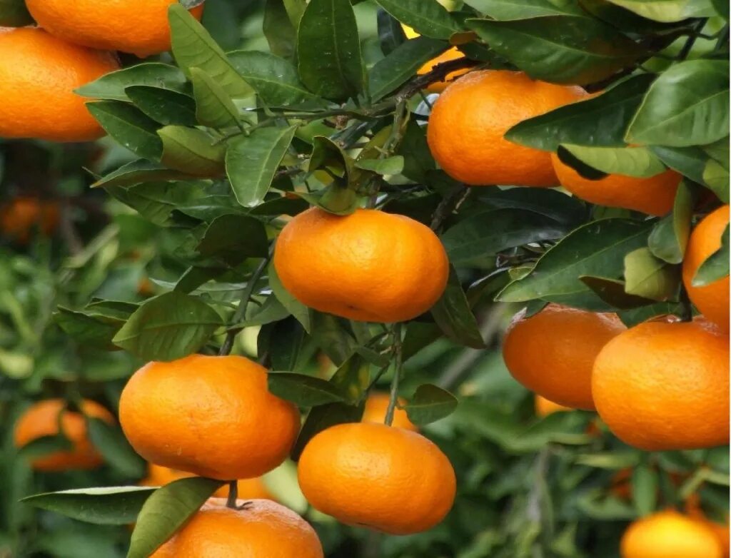 Мандарин в р п. Мандарин турция танжерин. Мандарин в р п. Мандарин картинка. Турецкие мандарины.