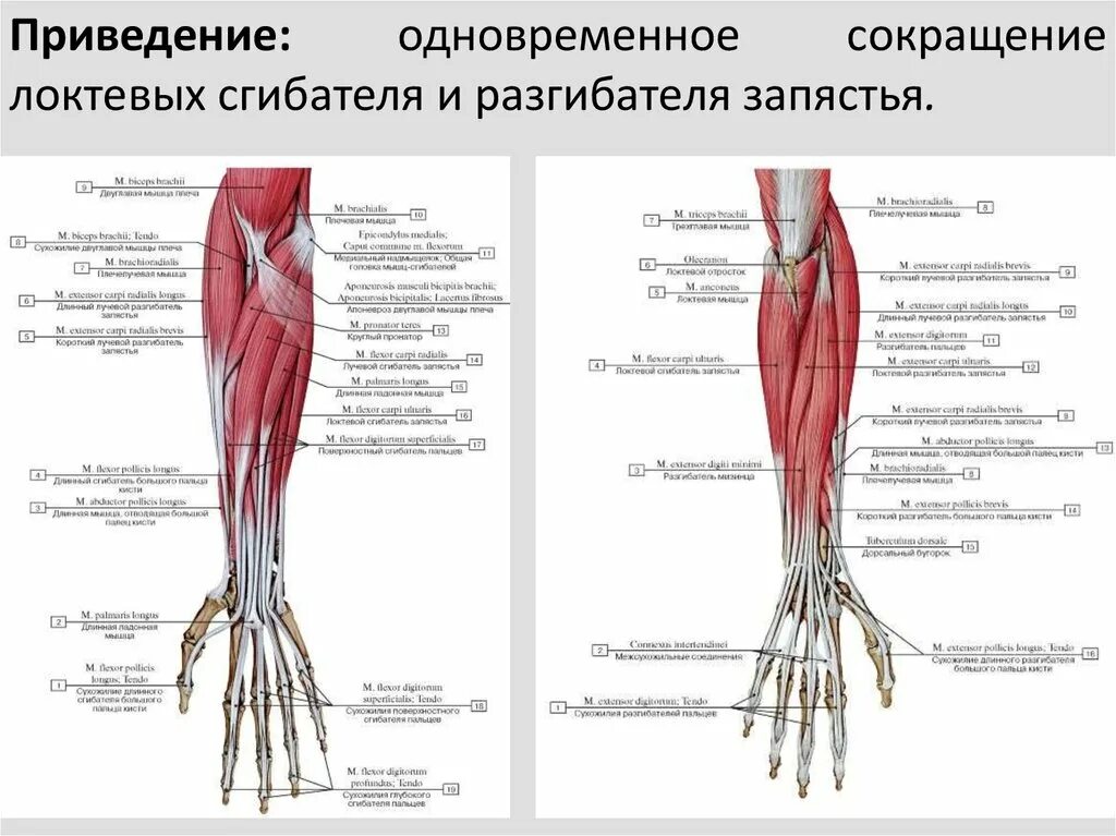 Локтевой сустав мышцы и сухожилия. Локтевой сгибатель кисти мышца. Мышцы сгибатели и разгибатели кисти. Локтевой сгибатель запястья анатомия. Разгибатели кисти анатомия.