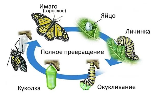 Жизненный цикл насекомых. Жизненный цикл с полным превращением. Полный жизненный цикл насекомых. Полный цикл превращения насекомых. Капустная белянка неполное превращение